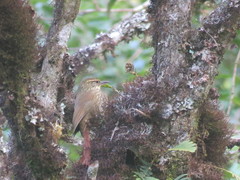 Syndactyla rufosuperciliata