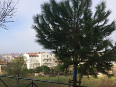 Pinus
