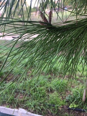 Pinus