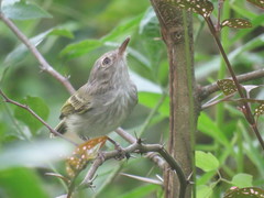 Hemitriccus margaritaceiventer