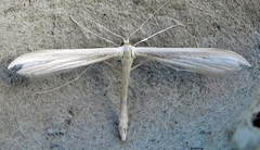 Hellinsia homodactylus