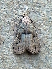 Hypenodes franclemonti