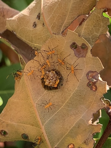 Milkweed assassin bug