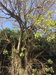 Phytolacca dioica