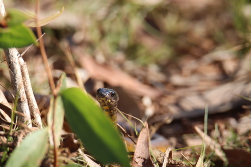 Common Tree Snake sighting