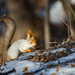 Central Russian Red Squirrel - Photo (c) Marina Gorbunova, some rights reserved (CC BY-NC), uploaded by Marina Gorbunova