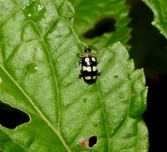 Phenrica austriaca