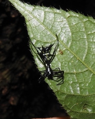 Micrathena vigorsi