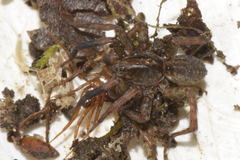 Trochosa terricola