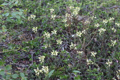 Pedicularis lapponica