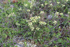 Pedicularis lapponica