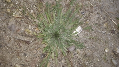 Plantago coronopus