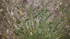 Plantago coronopus