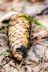 Piceomphale bulgarioides