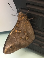 Brassolis astyra