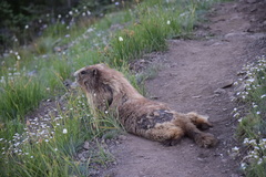 Marmota olympus