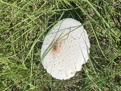 Chlorophyllum molybdites image