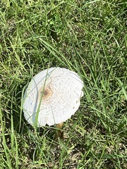 Chlorophyllum molybdites image