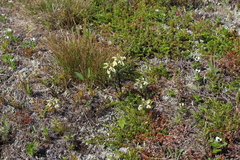 Pedicularis lapponica