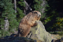 Marmota olympus