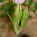 Bare Catchfly - Photo (c) Ron Frumkin, some rights reserved (CC BY-NC), uploaded by Ron Frumkin