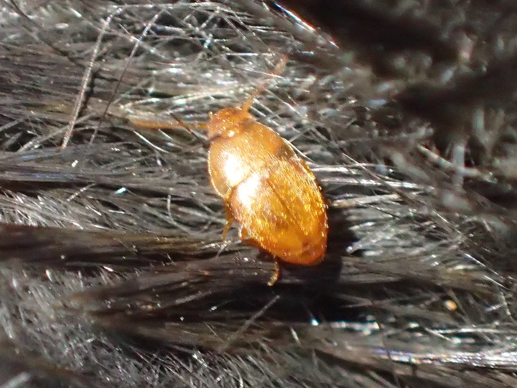 Occidental Round Fungus Beetle