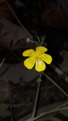 Ranunculus acris