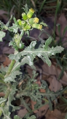Senecio vulgaris