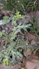 Senecio vulgaris