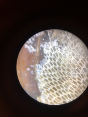 Einhornia crustulenta