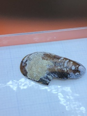 Einhornia crustulenta