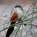 White-browed Coucal - Photo (c) Ian White, some rights reserved (CC BY-ND)