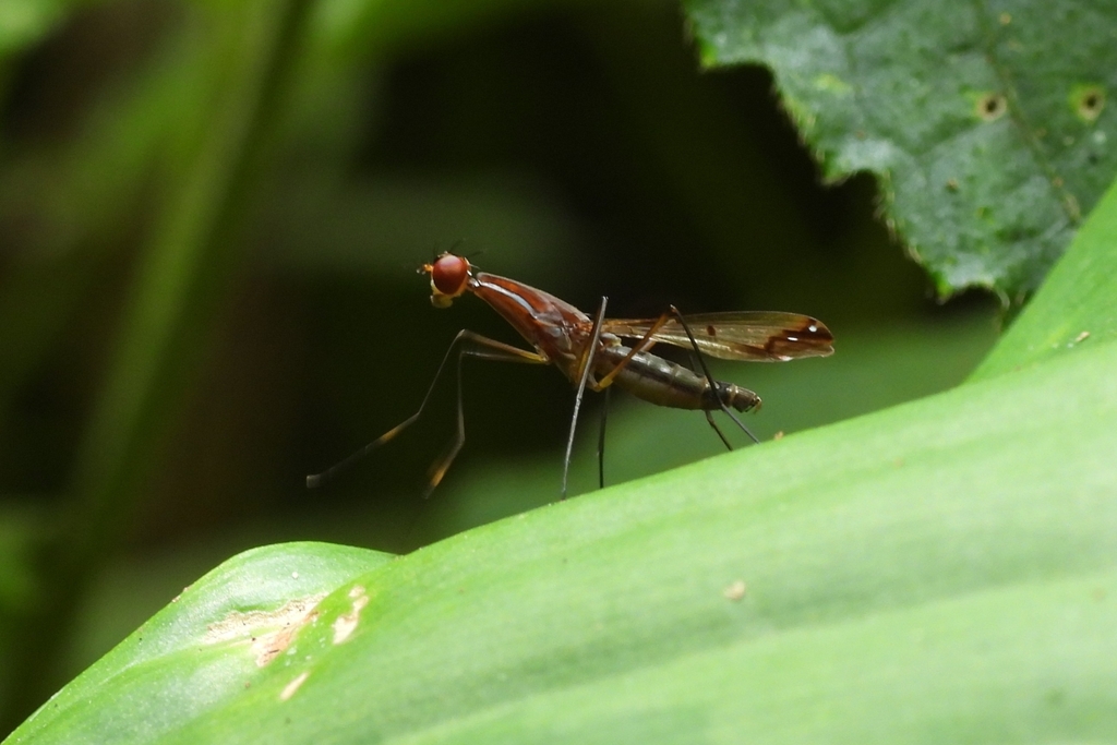 Nothybus biguttatus