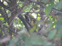 Myrmorchilus strigilatus