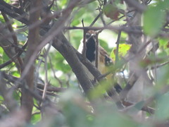 Myrmorchilus strigilatus