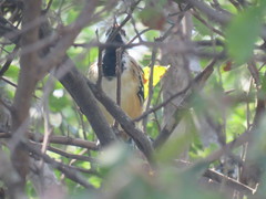 Myrmorchilus strigilatus