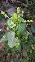 Mercurialis annua