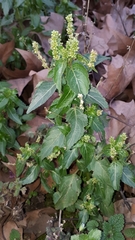 Mercurialis annua