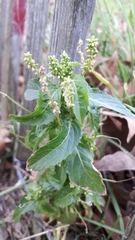 Mercurialis annua