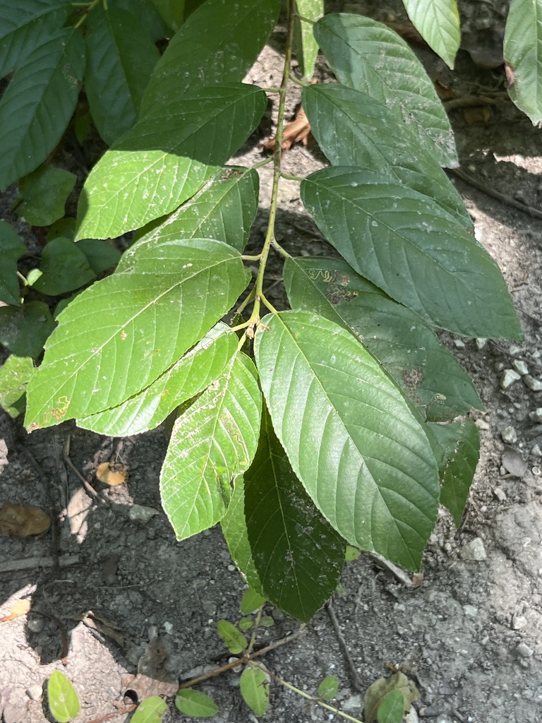 Carolina buckthorn from Allen, TX, USA on July 28, 2023 at 03:36 PM by ...