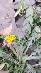 Taraxacum officinale