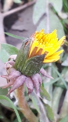 Taraxacum officinale