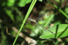Lestes undulatus