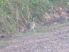 Nothoprocta cinerascens