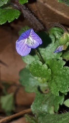 Veronica persica