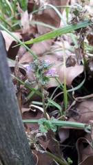 Lamium purpureum