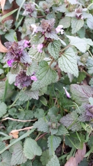 Lamium purpureum