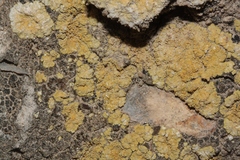 Gyalolechia subbracteata