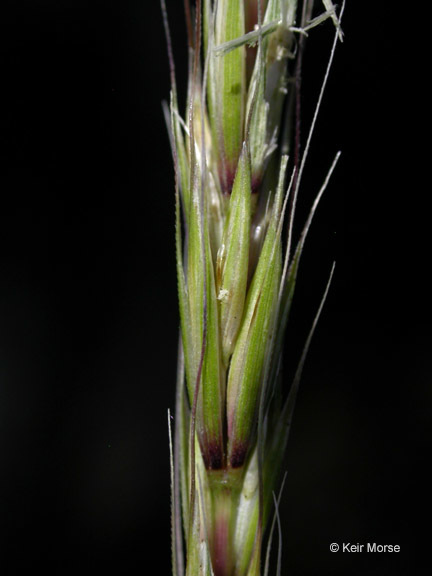 Elymus glaucus ssp. glaucus