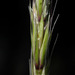 Elymus glaucus glaucus - Photo (c) 2008 Keir Morse, some rights reserved (CC BY-NC-SA)